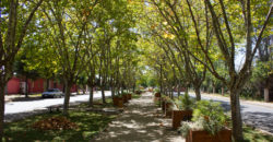 LOTEO DON SEBASTIAN II-B